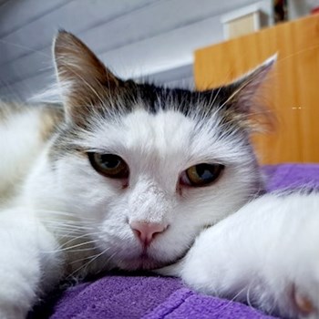 thumbnail petsitter Gödöllő or pet nanny for dogs cats