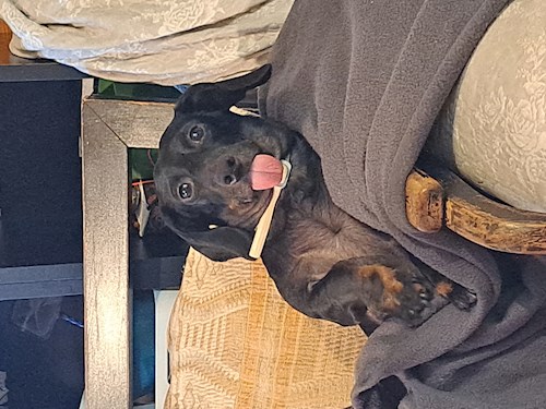 Mike- petsitter Gödöllő or Pet nanny for dogs cats