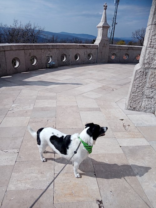 Petró- petsitter Budapest or Pet nanny for dogs cats