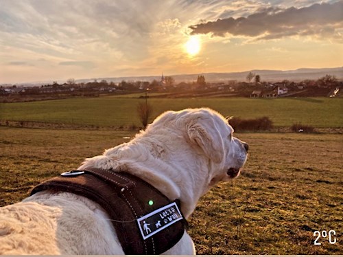 Laczkó- petsitter Szeged or Pet nanny for dogs cats