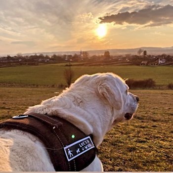 thumbnail petsitter Szeged or pet nanny for dogs cats