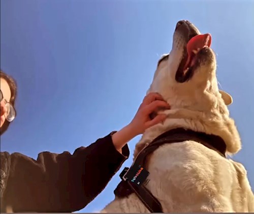 Laczkó- petsitter Szeged or Pet nanny for dogs cats