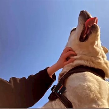 thumbnail petsitter Szeged or pet nanny for dogs cats