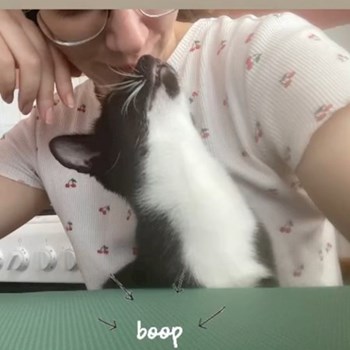 thumbnail petsitter Szeged or pet nanny for dogs cats