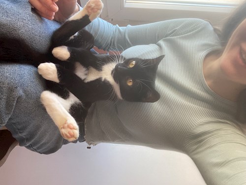 Laczkó- petsitter Szeged or Pet nanny for dogs cats