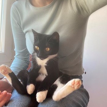 thumbnail petsitter Szeged or pet nanny for dogs cats