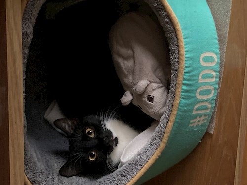 Laczkó- petsitter Szeged or Pet nanny for dogs cats