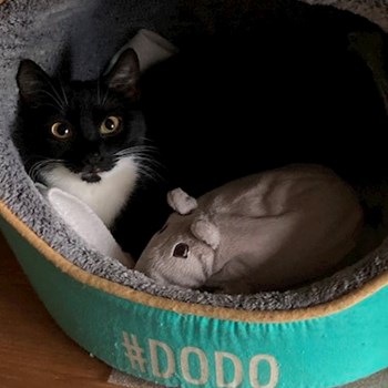 thumbnail petsitter Szeged or pet nanny for dogs cats