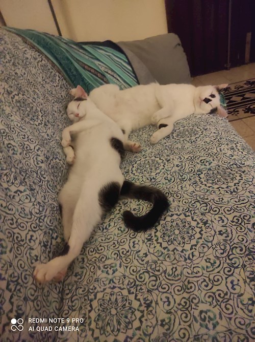 Laczkó- petsitter Szeged or Pet nanny for dogs cats