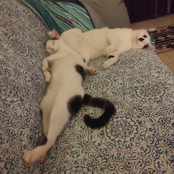 thumbnail petsitter Szeged or pet nanny for dogs cats