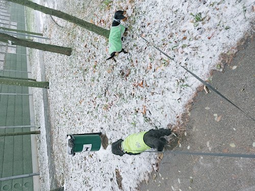 Juhász- petsitter Pécel or Pet nanny for dogs cats