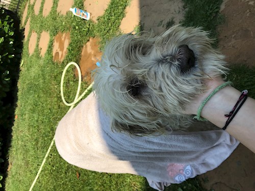 Hanna- petsitter Pécel or Pet nanny for dogs cats