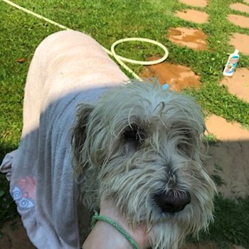 thumbnail petsitter Pécel or pet nanny for dogs cats