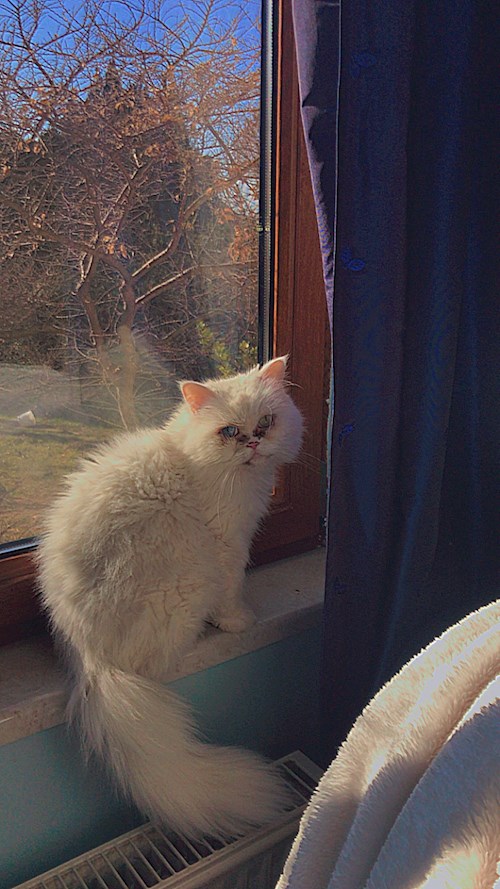 Hanna- petsitter Pécel or Pet nanny for dogs cats