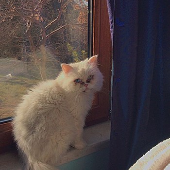 thumbnail petsitter Pécel or pet nanny for dogs cats