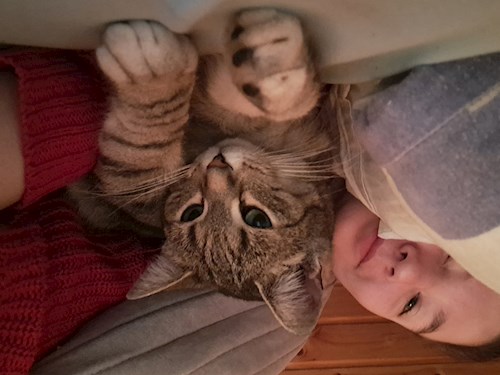 Kitti- petsitter Budapest vagy Állat szitter a cicák