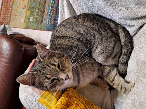 Kitti- petsitter Budapest vagy Állat szitter a cicák