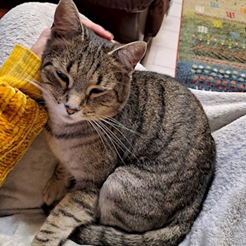 thumbnail petsitter Budapest vagy Állat szitter a cicák