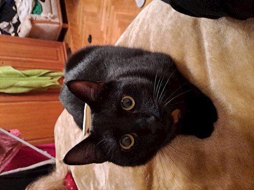 Kitti- petsitter Budapest vagy Állat szitter a cicák