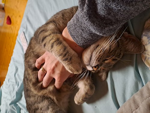 Kitti- petsitter Budapest vagy Állat szitter a cicák