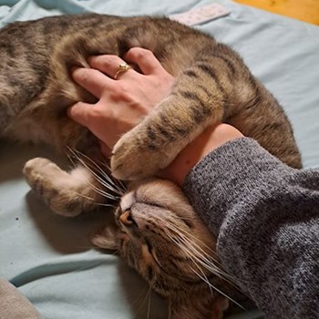 thumbnail petsitter Budapest vagy Állat szitter a cicák