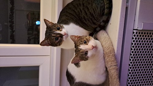 Kitti- petsitter Budapest vagy Állat szitter a cicák