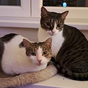 thumbnail petsitter Budapest vagy Állat szitter a cicák