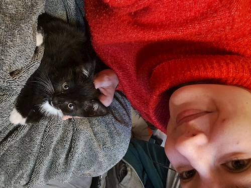 Kitti- petsitter Budapest vagy Állat szitter a cicák