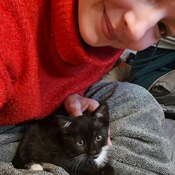 thumbnail petsitter Budapest vagy Állat szitter a cicák