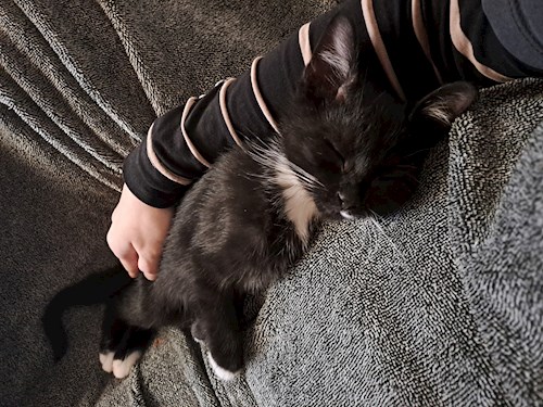 Kitti- petsitter Budapest vagy Állat szitter a cicák