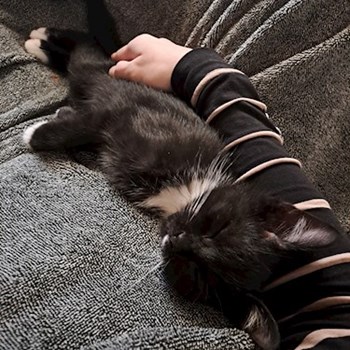 thumbnail petsitter Budapest vagy Állat szitter a cicák