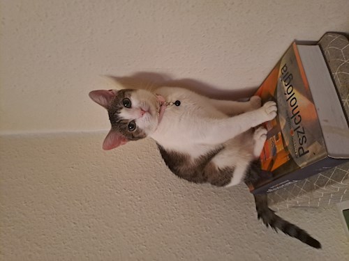 Kitti- petsitter Budapest vagy Állat szitter a cicák