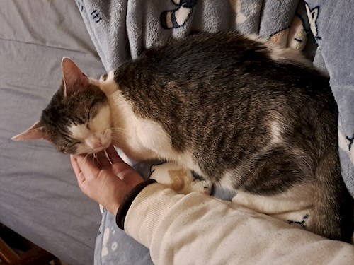 Kitti- petsitter Budapest vagy Állat szitter a cicák