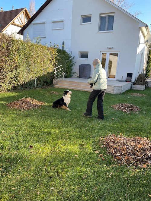 Vizkievicz- petsitter Budapest or Pet nanny for dogs cats