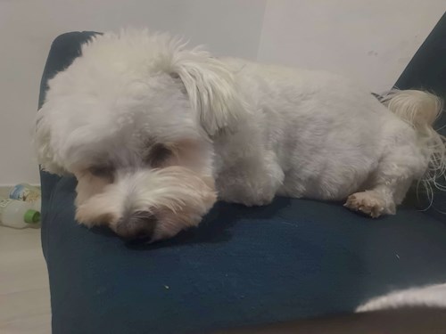 Erdei- petsitter Budapest vagy Állat szitter a