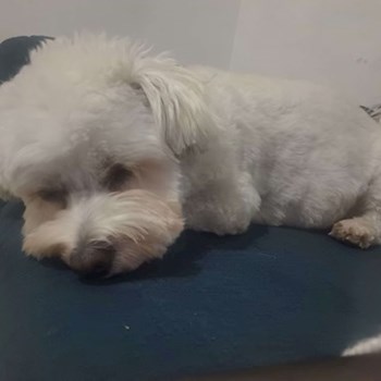 thumbnail petsitter Budapest vagy Állat szitter a