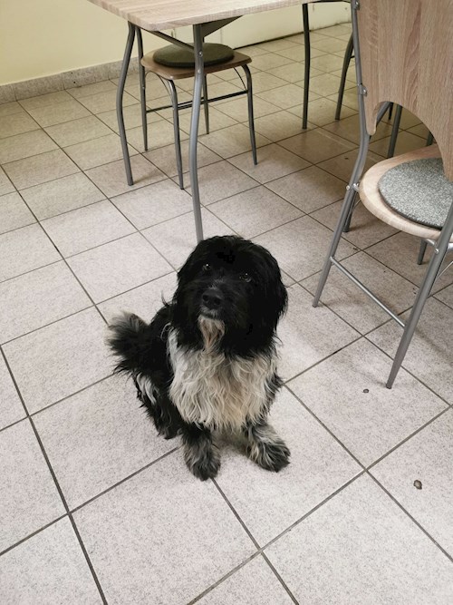 Erdei- petsitter Budapest vagy Állat szitter a