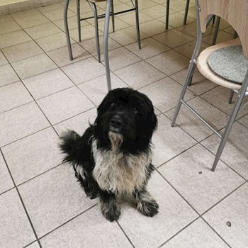 thumbnail petsitter Budapest vagy Állat szitter a