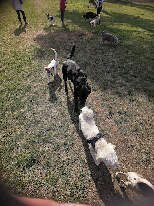 Erdei- petsitter Budapest vagy Állat szitter a