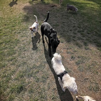 thumbnail petsitter Budapest vagy Állat szitter a