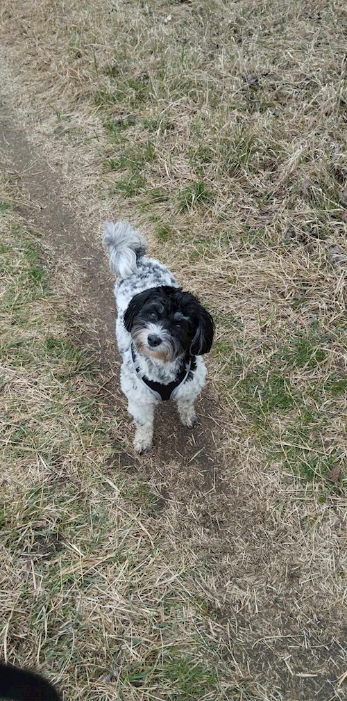 Erdei- petsitter Budapest vagy Állat szitter a