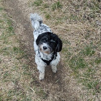 thumbnail petsitter Budapest vagy Állat szitter a