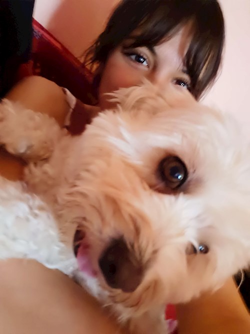 Erdei- petsitter Budapest vagy Állat szitter a