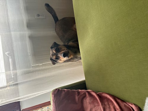 Horváth- petsitter Budapest vagy Állat szitter a
