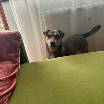 thumbnail petsitter Budapest vagy Állat szitter a