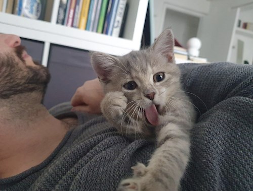 Gábor- petsitter Budapest vagy Állat szitter a kutyák cicák