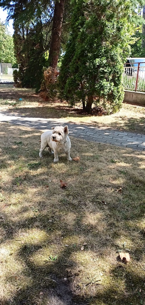 Kovács- petsitter Debrecen vagy Állat szitter a kutyák cicák 