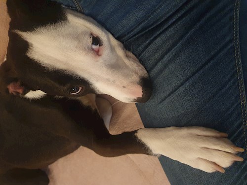 Németh- petsitter Budapest vagy Állat szitter a kutyák