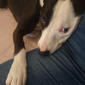 thumbnail petsitter Budapest vagy Állat szitter a kutyák