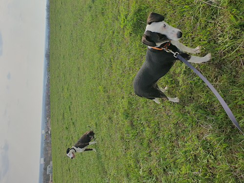 Németh- petsitter Budapest vagy Állat szitter a kutyák